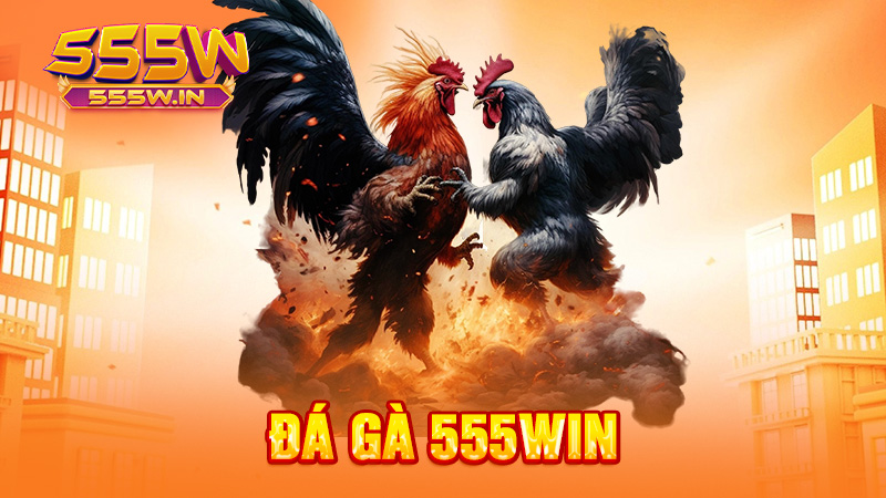 Đá gà 555win
