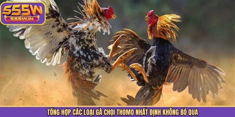Tổng hợp các loại gà chọi Thomo nhất định không bỏ qua